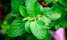 जानिए तुलसी के फायदे – Know the benefits of tulsi