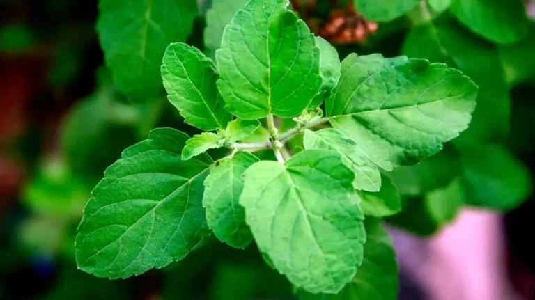 Read more about the article जानिए तुलसी के फायदे – Know the benefits of tulsi