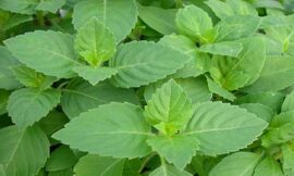 जानिए भगवान गणेश की पूजा में क्यों नहीं शामिल  करते तुलसी के पत्ते – Know why basil leaves are not included in the worship of lord ganesha.