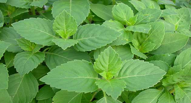 Read more about the article जानिए भगवान गणेश की पूजा में क्यों नहीं शामिल  करते तुलसी के पत्ते – Know why basil leaves are not included in the worship of lord ganesha.