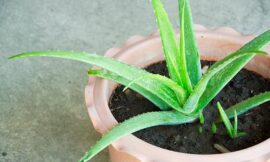 घर के इस कोने में लगाए एलोवेरा का पौधा दुख-दरिद्र होंगी दूर – Planting aloe vera plant in this corner of the house will remove all sorrows and poverty