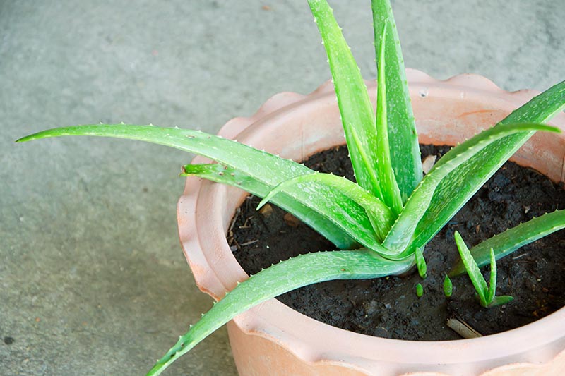 You are currently viewing घर के इस कोने में लगाए एलोवेरा का पौधा दुख-दरिद्र होंगी दूर – Planting aloe vera plant in this corner of the house will remove all sorrows and poverty