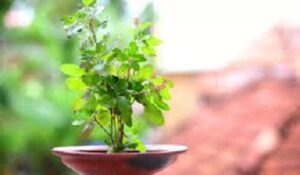 Read more about the article कार्तिक माह में तुलसी के पास ये 6 चीजें रखने से घर में कभी भी सुख-संपत्ति की कमी नहीं होगी। By keeping these 6 things near tulsi in the month of kartik there will never be any shortage of happiness and wealth in the house