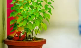 जानिए तुलसी तोड़ने, जल चढ़ाने और पूजा करने का मंत्र – Know the mantra of plucking tulsi, offering water and worship