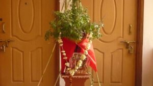 Read more about the article जानिए खरमास में तुलसी की पूजा करना चाहिए या नहीं – Know whether tulsi should be worshiped in kharmas or not