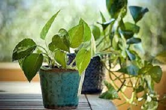 Read more about the article जानिए घर में किस तरह का मनी प्लांट नहीं लगाना चाहिए। Know which type of money plant should not be planted in the house