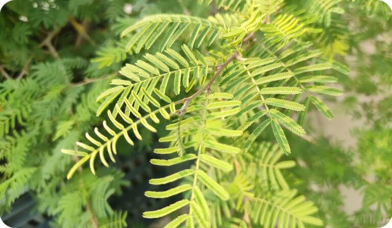 Read more about the article शमी के पौधे को रोज नहीं बल्कि इस दिन जल देने से मिलेगा लाभ। Watering the shami plant not every day but on this day will give benefits