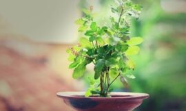 जानिए तुलसी में क्यों चढ़ाया जाता है दूध और क्या है इसका महत्व – Know why milk is offered to tulsi and what is its importance