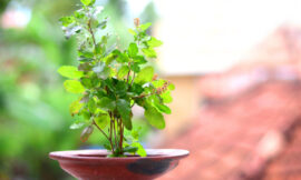 जानिए तुलसी के पौधे के पास किन चीजों को रखना माना जाता है शुभ – Know which things are considered auspicious to keep near the tulsi plant