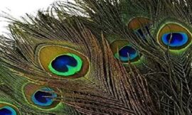 जानिए कैसे घर में मोर पंख रखने से खुलते हैं सुख-समृद्धि के द्वार – Know how keeping peacock feathers in the house opens the doors of happiness and prosperity