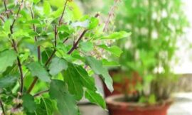 जानिए कौन से पौधे तुलसी के साथ लगाने से भाग्योदय होता है। Know which plants planted with tulsi bring good luck