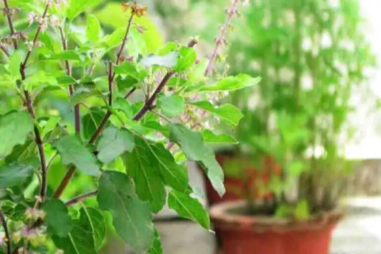 Read more about the article जानिए कौन से पौधे तुलसी के साथ लगाने से भाग्योदय होता है। Know which plants planted with tulsi bring good luck