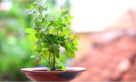 जानिए घर में सुख-समृद्धि लाने के लिए कैसे करें तुलसी की पूजा – Know how to worship tulsi to bring happiness and prosperity in the house