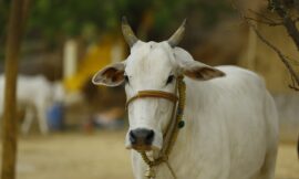 जानिए गाय को बासी रोटी खिलाना चाहिए या नहीं। Know whether stale bread should be fed to a cow or not