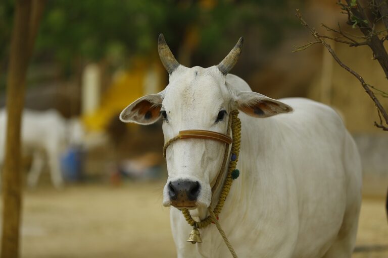 Read more about the article जानिए गाय को बासी रोटी खिलाना चाहिए या नहीं। Know whether stale bread should be fed to a cow or not