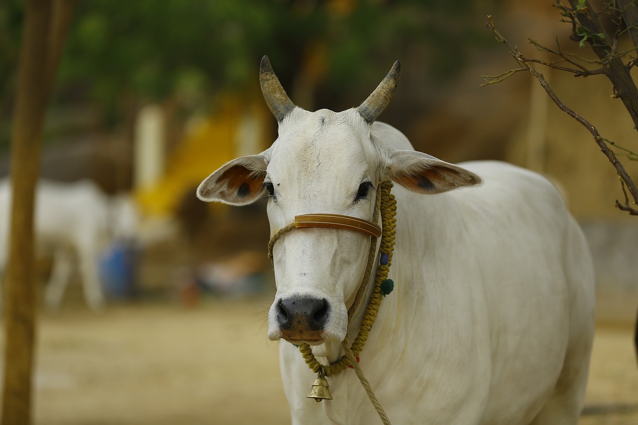 जानिए गाय को बासी रोटी खिलाना चाहिए या नहीं। Know whether stale bread should be fed to a cow or not