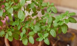 जानिए वैशाख के महीने में आपको तुलसी पर क्या उपाय करने चाहिए। Know what measures you should take on tulsi in the month of vaishakh