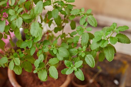 Read more about the article जानिए वैशाख के महीने में आपको तुलसी पर क्या उपाय करने चाहिए। Know what measures you should take on tulsi in the month of vaishakh