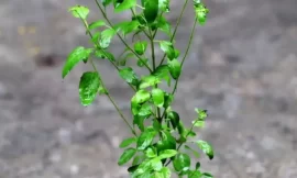 जानिए वैशाख पूर्णिमा पर तुलसी जी को क्या क्या चढ़ाना चाहिए। Know what should be offered to tulsi ji on vaishakh purnima