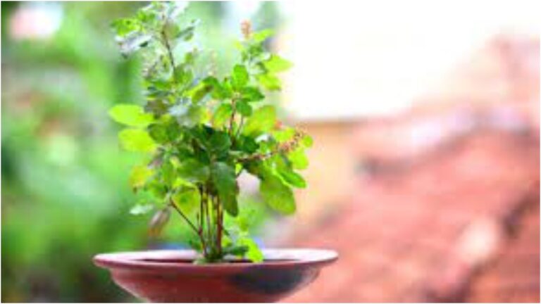 Read more about the article जानिए देवशयनी एकादशी के दिन किस तरह तुलसी माता की पूजा की जाती है – Know how tulsi mata is worshiped on the day of devshayani ekadashi